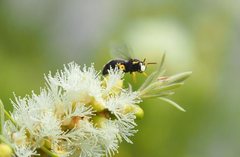 Hylaeus euxanthus
