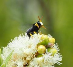 Hylaeus euxanthus