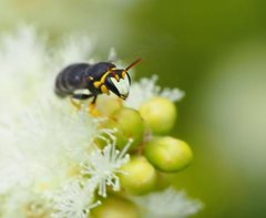 Hylaeus euxanthus