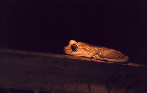 Pengilleyia ridibunda