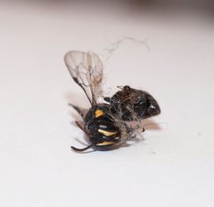 Hylaeus nubilosus