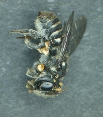 Megachile apicata