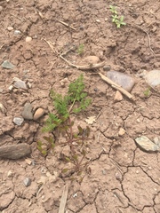 Lomatium grayi