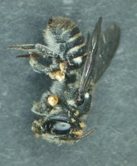 Megachile apicata
