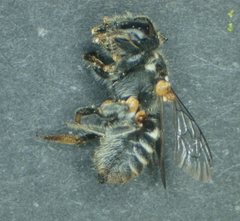 Megachile apicata