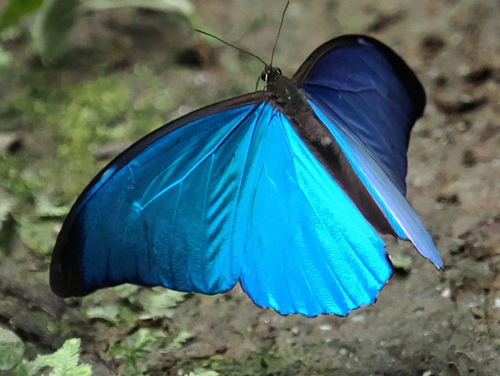 メネラウスモルフォ (Morpho menelaus) · iNaturalist