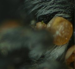 Megachile apicata