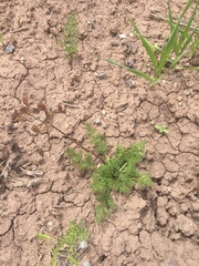 Lomatium grayi