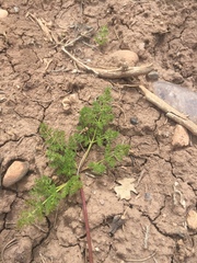 Lomatium grayi