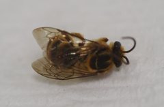 Mellitidia tomentifera