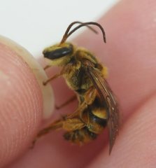 Mellitidia tomentifera