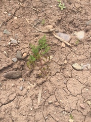 Lomatium grayi