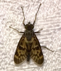 Rhagio punctipennis