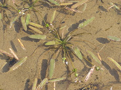 Sagittaria natans