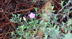 Ipomoea capillacea