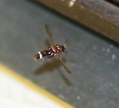 Leucospis