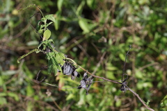 Heliotropium angiospermum