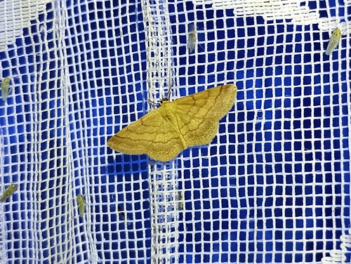 Photo of Tawny Wave (Scopula rubiginata)