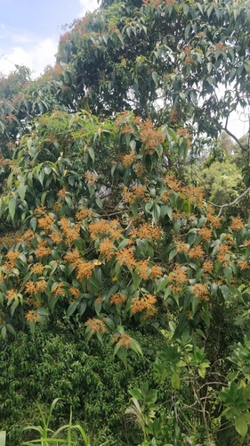 Miconia dolichorrhyncha, photograph 1