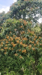 Miconia dolichorrhyncha