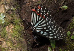 Hestina assimilis formosana