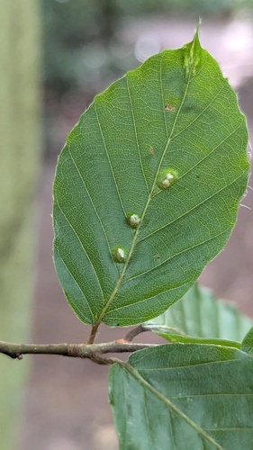 Hairy Beech Gall, Noordwijkerhout, Nederland, photo 5 of 10