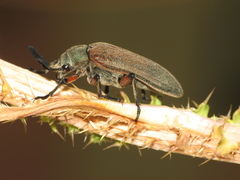 Polytomus dalmanni
