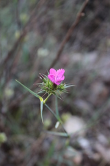 Dianthus balbisii