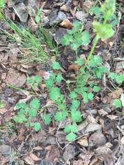 Thalictrum venulosum