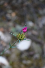 Dianthus balbisii