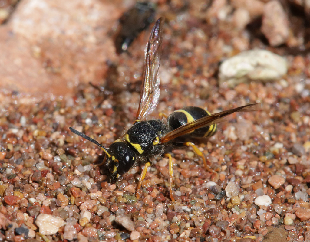 Ancistrocerus ichneumonideus
