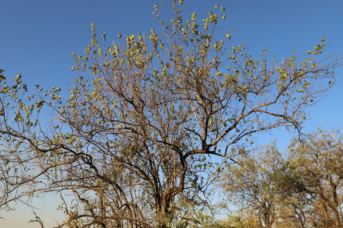 Image of Combretum apiculatum by (c) Suvarna Parbhoo Mohan, some rights reserved (CC BY-SA)