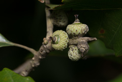 Lithocarpus konishii