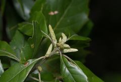 Lithocarpus konishii