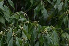 Lithocarpus konishii