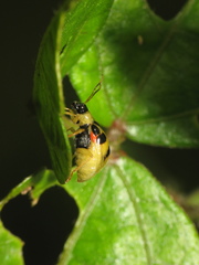 Cerotoma ruficollis