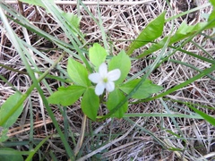 Anemonoides quinquefolia