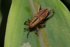 Sphenocorynes kosempoensis