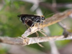 Phymatothynnus nitidus