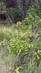 Epidendrum × obrienianum