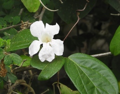 Bignonia potosina