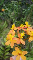 Epidendrum × obrienianum