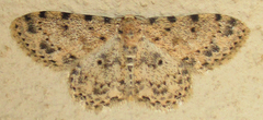 Scopula nigrinotata