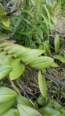 Epidendrum × obrienianum