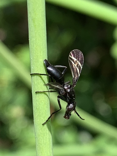 Black Onion Fly photo 4