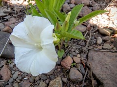 Calystegia spithamaea
