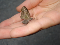 Libythea