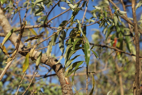 Image of Ozoroa engleri by (c) Suvarna Parbhoo Mohan, some rights reserved (CC BY-SA)