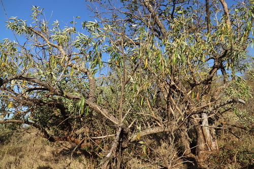Image of Ozoroa engleri by (c) Suvarna Parbhoo Mohan, some rights reserved (CC BY-SA)