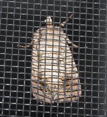 Dasygaster padockina